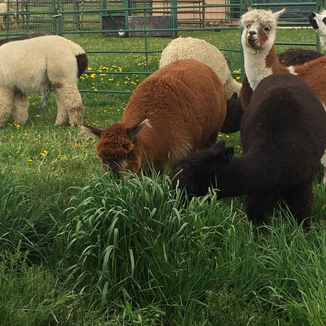 Tall Grass Blue Moon Ranch Alpacas 